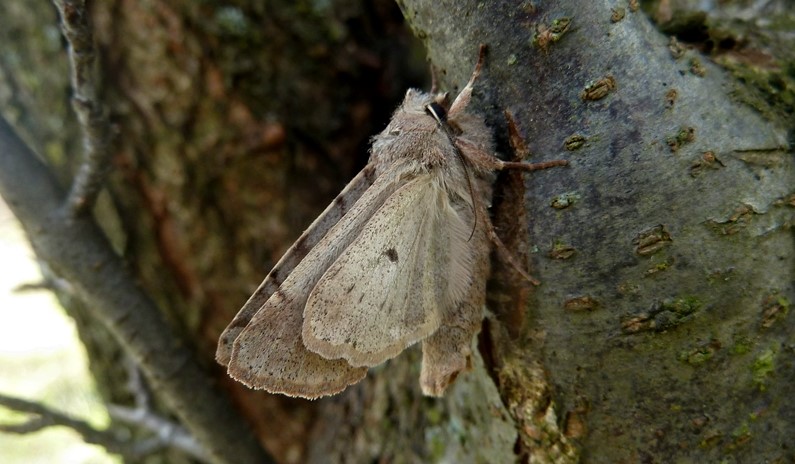 La prima del 2017 - Orthosia (Orthosia) incerta, Noctuidae